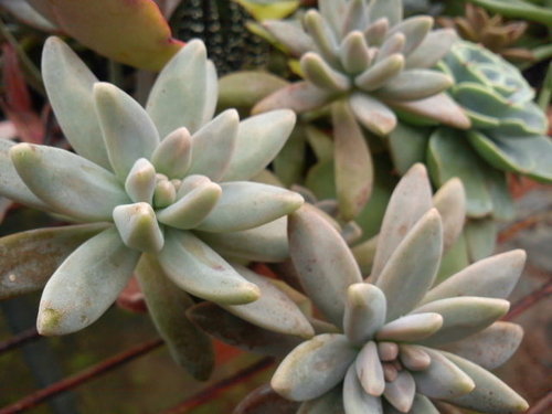 多肉植物 秋麗graptosedum Francesco Baldi 詰雅花卉 痞客邦