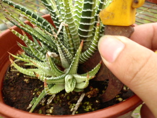 多肉侧芽怎么分株 多肉植物侧芽分株方法 植萌网