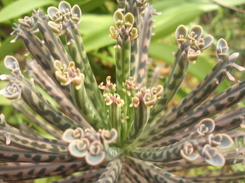 多肉植物 不死鳥kalanchoe Daigremontian Hybird 詰雅花卉 痞客邦