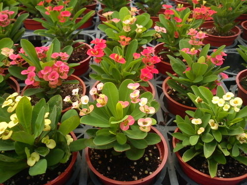 多肉植物 麒麟花euphorbia Milii Var Splendens 詰雅花卉 痞客邦 多肉植物 麒麟花euphorbia Milii Var Splendens 詰雅花卉 痞客邦