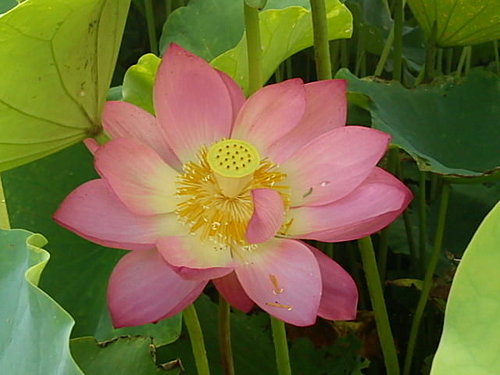 大賀蓮 詰雅花卉 痞客邦