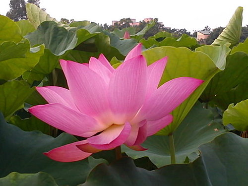 大賀蓮 詰雅花卉 痞客邦
