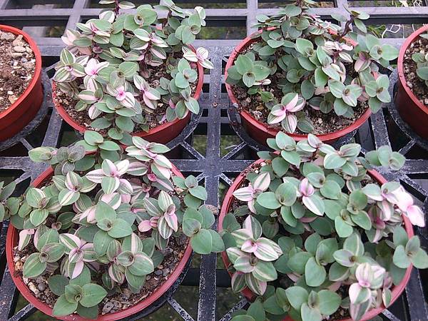 多肉植物 彩虹怡心草tradescantia Sp 黃金怡心草tradescantia Sp 詰雅花卉 痞客邦