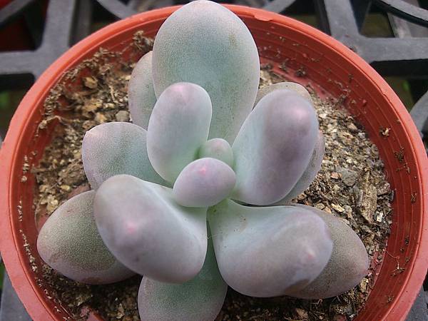 多肉植物 月美人pachyphytum Oviferum Elaine 詰雅花卉 痞客邦