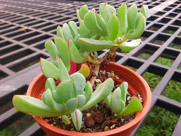 光琳菊03.JPG 光琳菊03.JPG