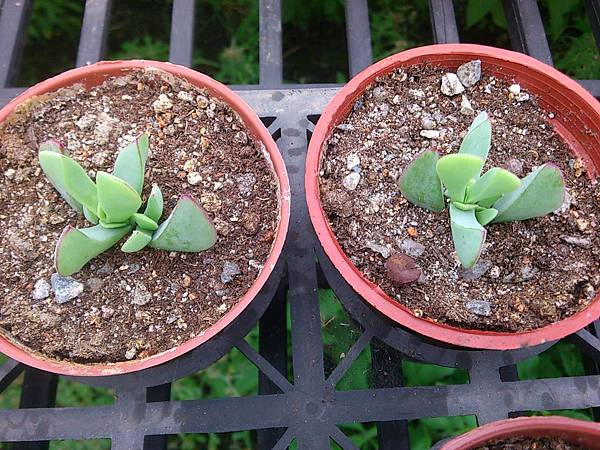 光琳菊04.JPG 光琳菊04.JPG