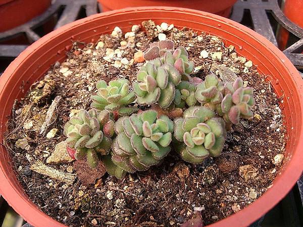 多肉植物 毛小玉sedum Versadense 詰雅花卉 痞客邦
