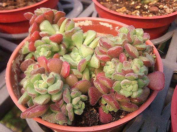 多肉植物 毛小玉sedum Versadense 詰雅花卉 痞客邦