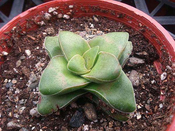 新娘捧花01.JPG 新娘捧花01.JPG