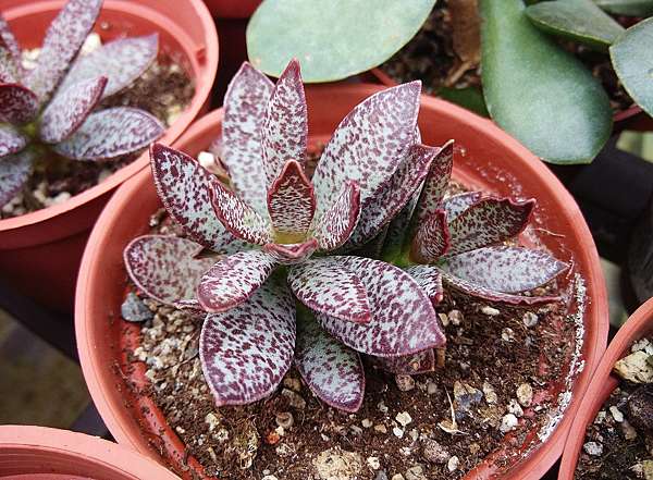 多肉植物 花葉扁天章adromischus Trigynus 詰雅花卉 痞客邦 多肉植物 花葉扁天章adromischus Trigynus 詰雅花卉 痞客邦