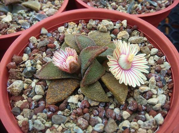花錦01.jpg 花錦01.jpg