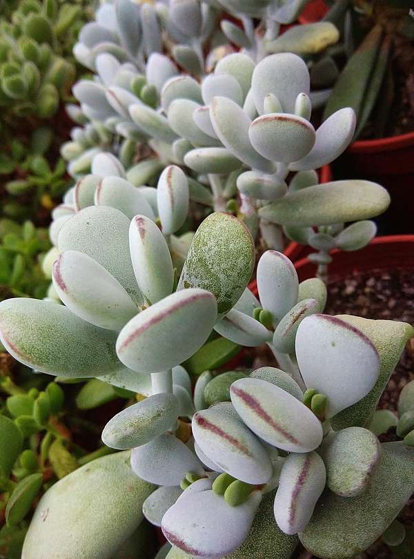 多肉植物 達磨福娘錦③|花、園芸 多肉植物 達磨福娘錦③|花、園芸