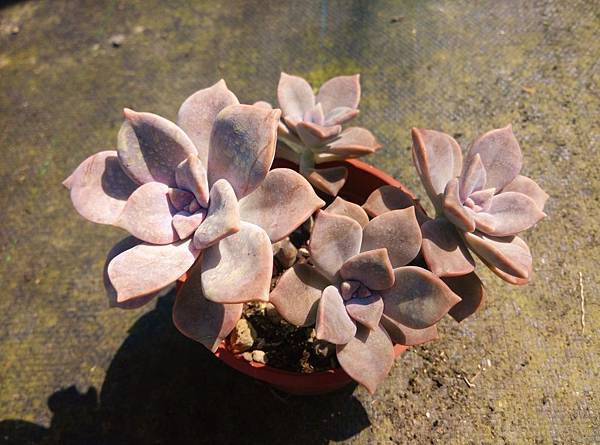 多肉植物 紫色喜悅graptopetalum Purple Delight 詰雅花卉 痞客邦