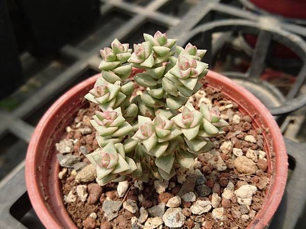 小米星錦01.JPG 小米星錦01.JPG