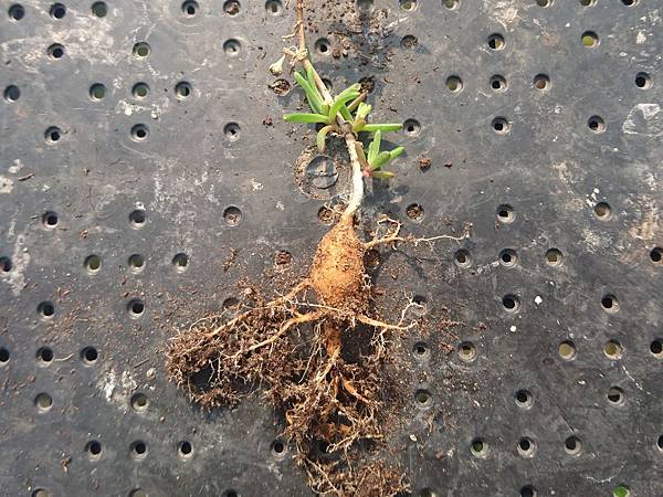 多肉植物根的養護 上 詰雅花卉 痞客邦