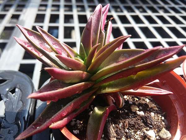 多肉植物 赤鬼城crassula Fusca 詰雅花卉 痞客邦