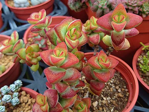 多肉植物 愛星crassula Rupestris 詰雅花卉 痞客邦