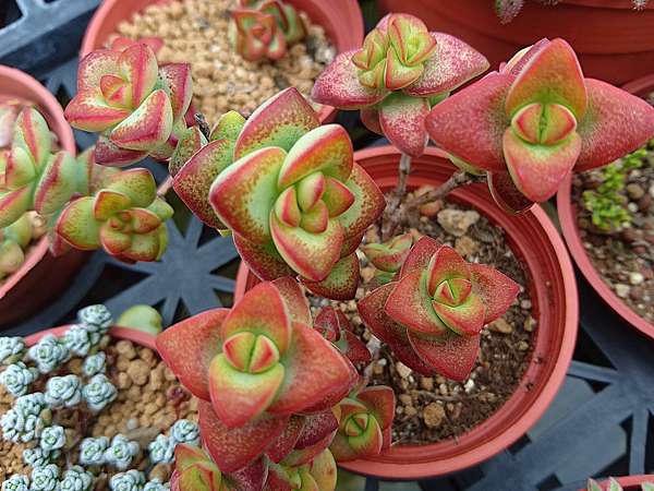 多肉植物 愛星crassula Rupestris 詰雅花卉 痞客邦