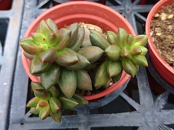 黑珠錦03.JPG 黑珠錦03.JPG