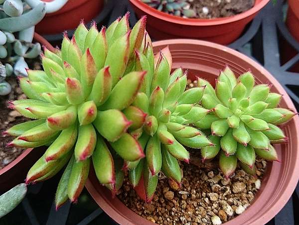多肉植物 紅輝殿echeveria Setosa Cv Spruce Oliver 詰雅花卉 痞客邦