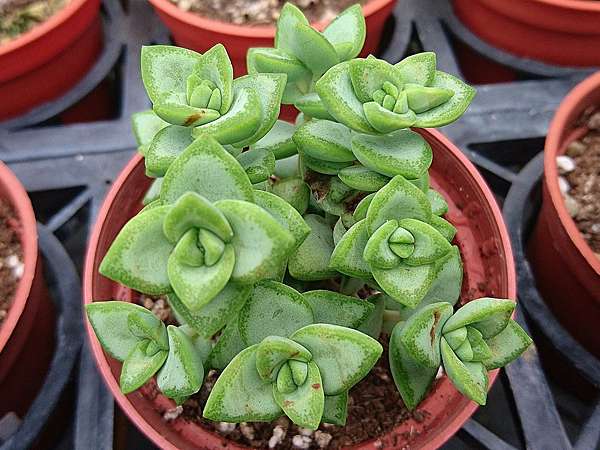 多肉植物 博星crassula Rupestris 詰雅花卉 痞客邦
