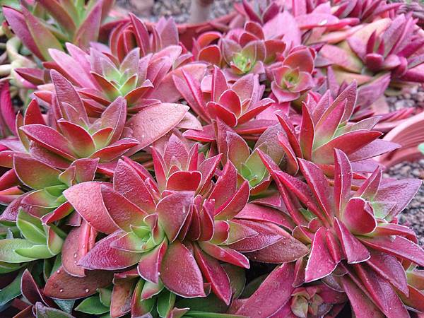 多肉植物 紅葉祭crassula Momiji Matsuri 詰雅花卉 痞客邦
