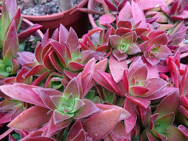 多肉植物 紅葉祭crassula Momiji Matsuri 詰雅花卉 痞客邦