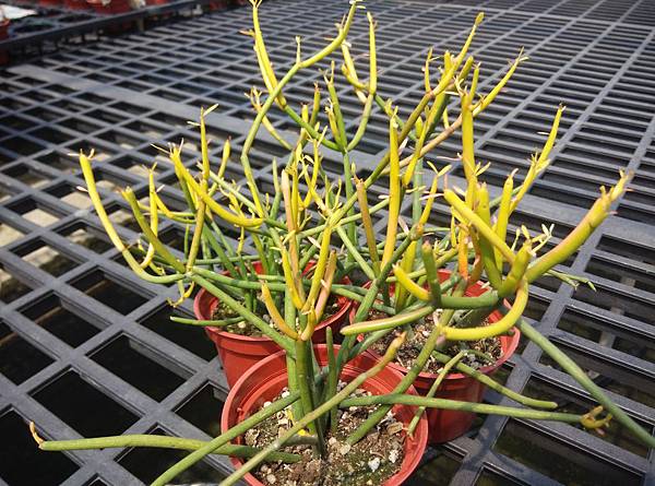 多肉植物 火棒大戟euphorbia Tirucalli Firesticks 詰雅花卉 痞客邦