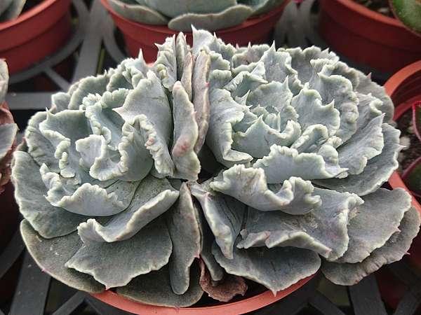 多肉植物 白鬼石化 Echeveria White Ghost Monstrosus 詰雅花卉 痞客邦