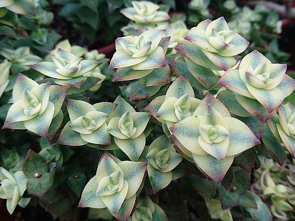 多肉植物 南十字星錦crassula Perforata Albino Var 詰雅花卉 痞客邦