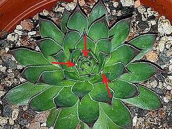 多肉植物的蟲害 詰雅花卉 痞客邦 多肉植物的蟲害 詰雅花卉 痞客邦