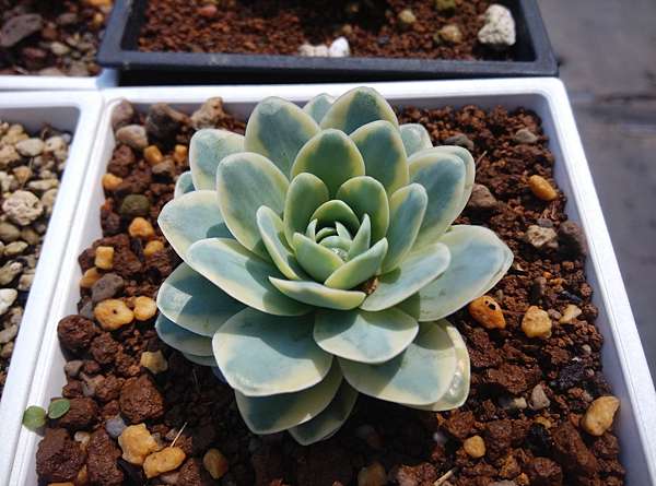 多肉植物 富士 鳳凰 金星orostachys Iwarenge F Variegata 詰雅花卉 痞客邦