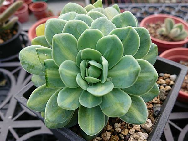 多肉植物 富士 鳳凰 金星orostachys Iwarenge F Variegata 詰雅花卉 痞客邦