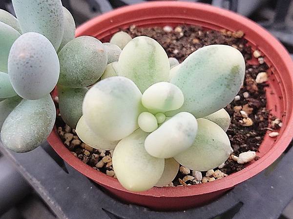 多肉植物 月美人錦pachyphytum Oviferum Elaine Variegate 詰雅花卉 痞客邦