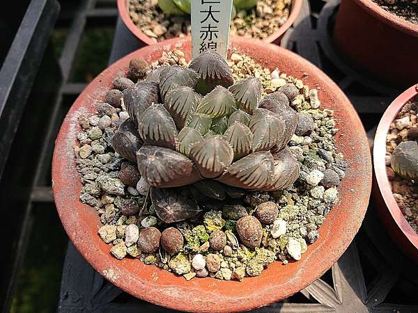 多肉植物 巨大赤線haworthia Kyodai Akasen Lens 詰雅花卉 痞客邦