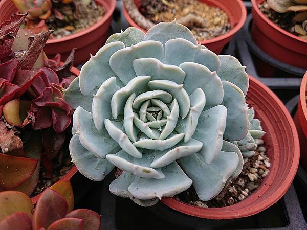 多肉植物 雪球echeveria Runyonii Topsy Turvy Runyonii Hybrid 詰雅花卉 痞客邦