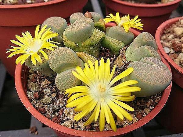 多肉植物 石頭玉lithops Pseudotruncatella 詰雅花卉 痞客邦