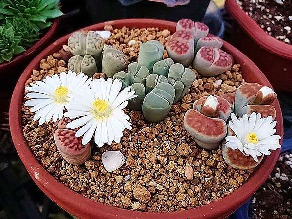 多肉植物 石頭玉lithops Pseudotruncatella 詰雅花卉 痞客邦