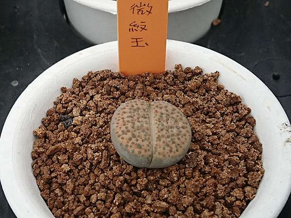 多肉植物 石頭玉lithops Pseudotruncatella 詰雅花卉 痞客邦