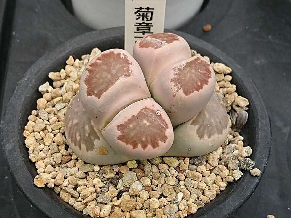 多肉植物 石頭玉lithops Pseudotruncatella 詰雅花卉 痞客邦