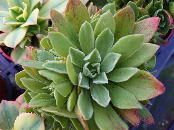 多肉植物 富士初雪aeonium Ballerina 詰雅花卉 痞客邦