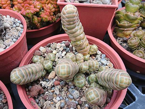 凛華。多肉植物。玉椿。根付き。二つで3cm. 凛華様専用。多肉植物。