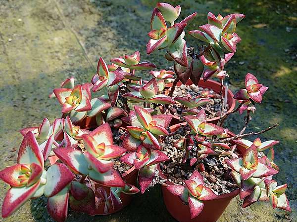多肉植物 太陽星crassula Rupestris 詰雅花卉 痞客邦