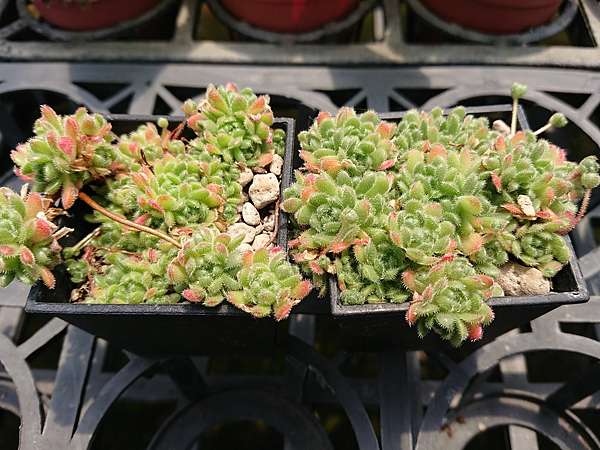多肉植物 花岩鞋sedum Sedoides 詰雅花卉 痞客邦