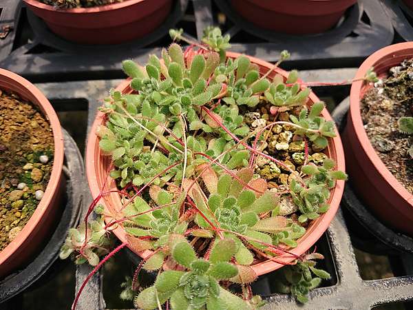 多肉植物 花岩鞋sedum Sedoides 詰雅花卉 痞客邦