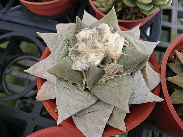 多肉植物 牡丹ariocarpus 詰雅花卉 痞客邦 多肉植物 牡丹ariocarpus 詰雅花卉 痞客邦