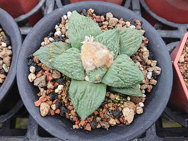 多肉植物 牡丹ariocarpus 詰雅花卉 痞客邦 多肉植物 牡丹ariocarpus 詰雅花卉 痞客邦