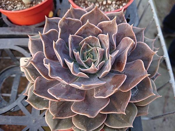 多肉植物 琳達珍echeveria Linda Jean 詰雅花卉 痞客邦 多肉植物 琳達珍echeveria Linda Jean 詰雅花卉 痞客邦
