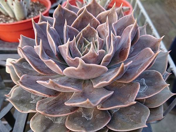 多肉植物 琳達珍echeveria Linda Jean 詰雅花卉 痞客邦