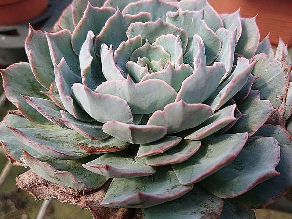 多肉植物 紫色戀情echeveria Lovely 詰雅花卉 痞客邦